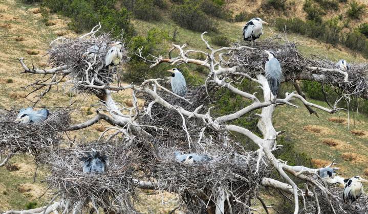 Heron Nurtures Young ZHANGJIAKOU, CHINA - MAY 4, 2024 - Herons build ...