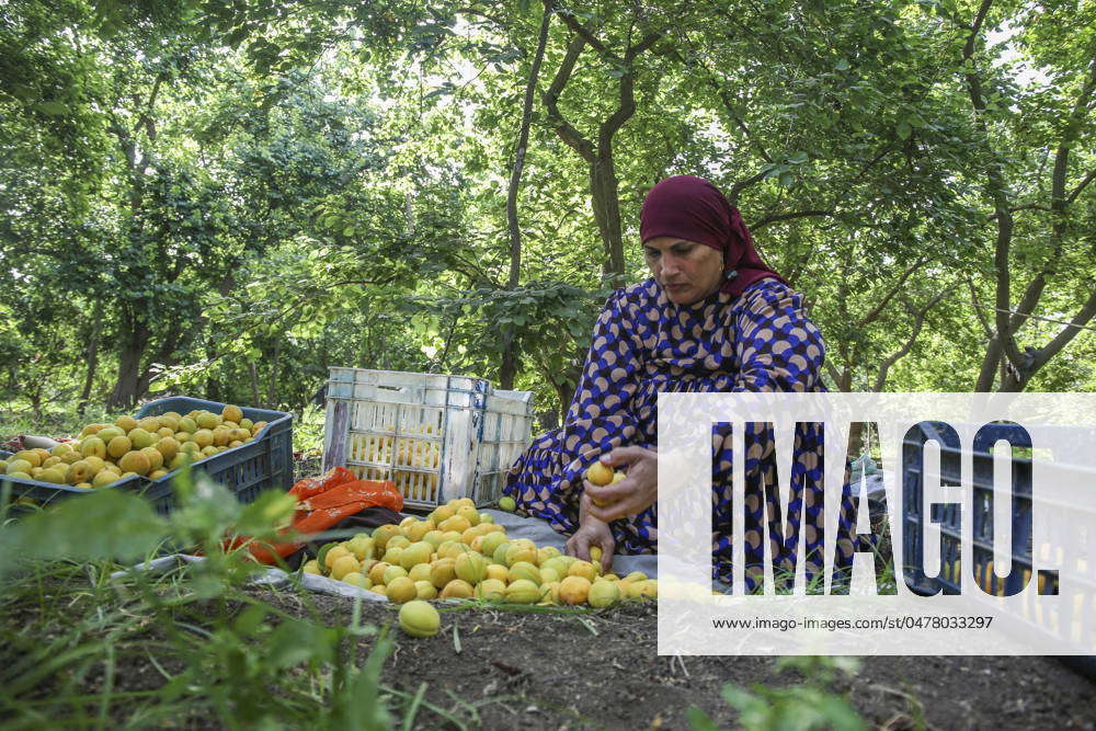 Apricot Harvest In Egypt Egyptian Farmers Are Beginning The Apricot