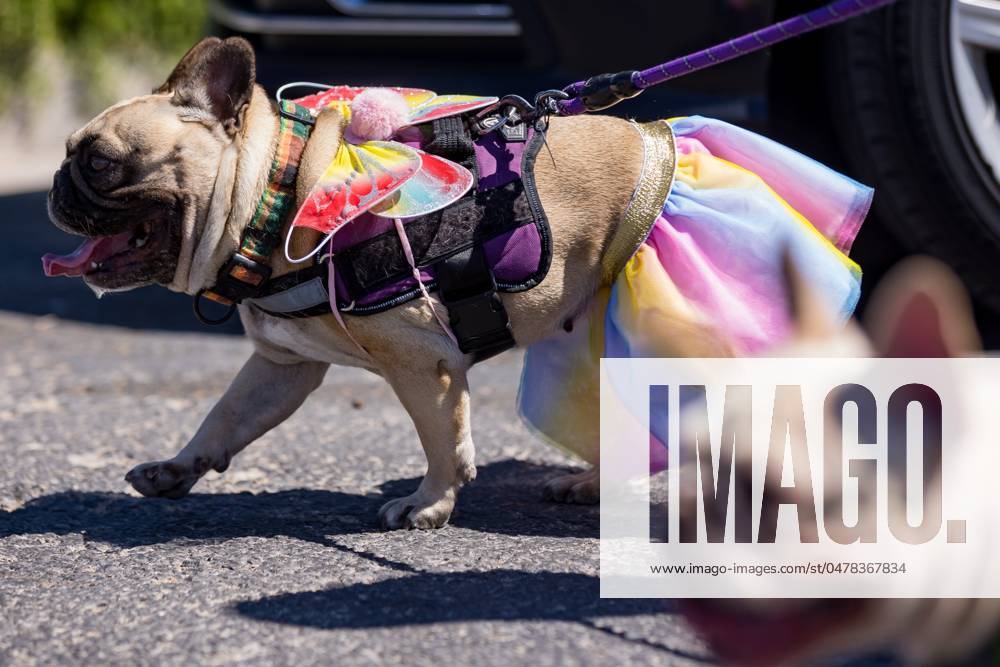 Syndication: El Paso Times Dogs walk down with their owners during the ...