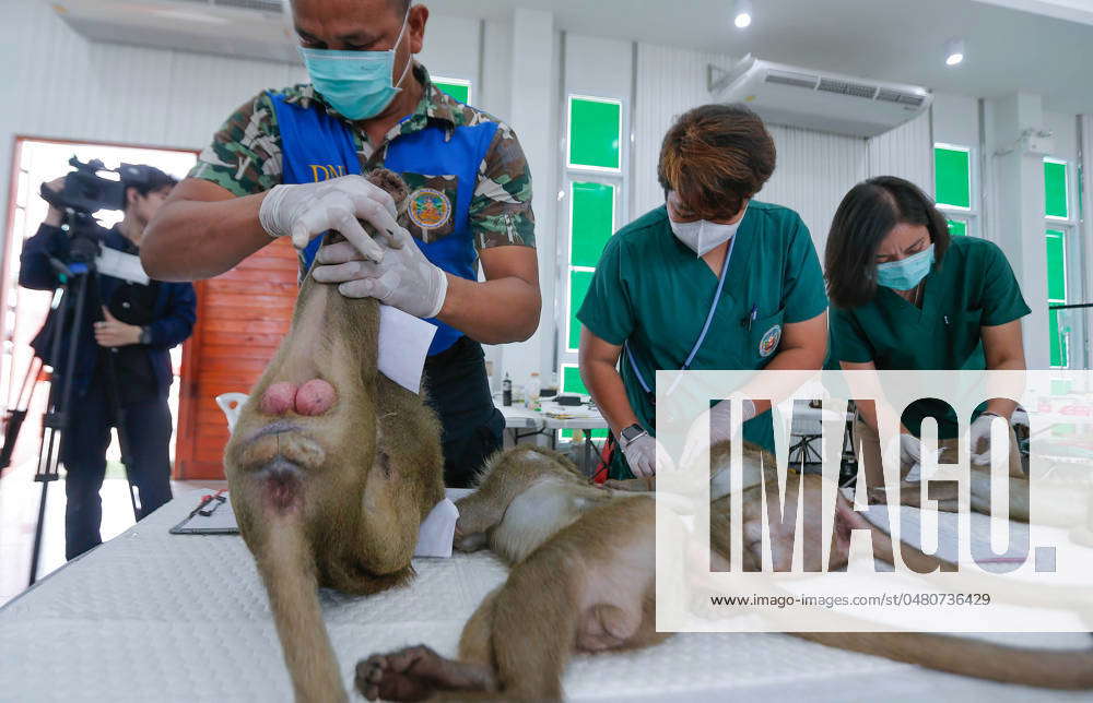 Lopburi, Thailand: An official holds a macaque monkey before health ...