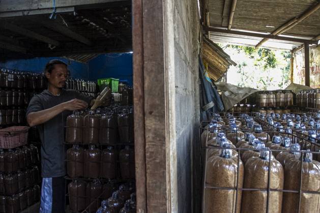 June 3, 2024, Sleman, Yogyakarta, Indonesia: A worker prepares planting ...