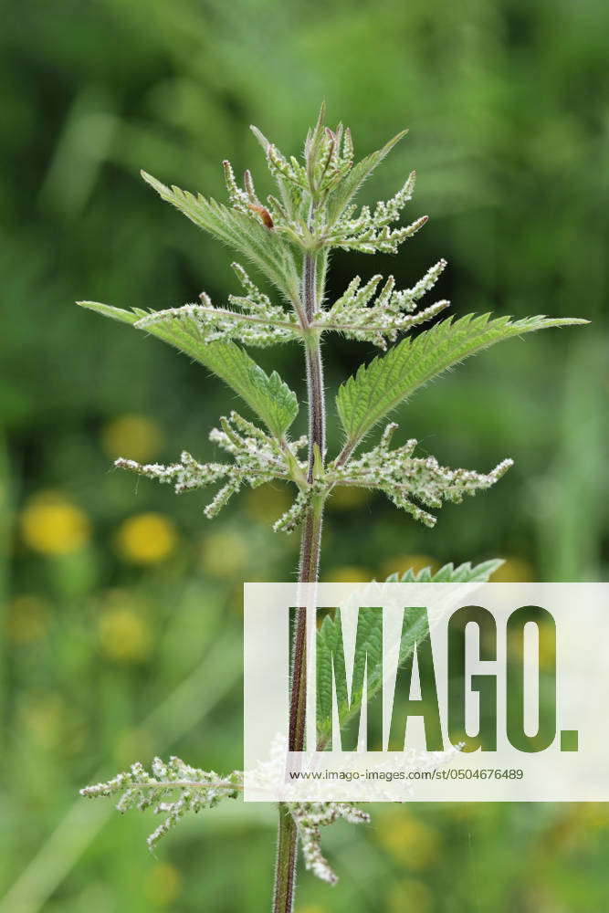 Stinging Net Stinging Nettle close-up of plant showing flowers and stings on ...