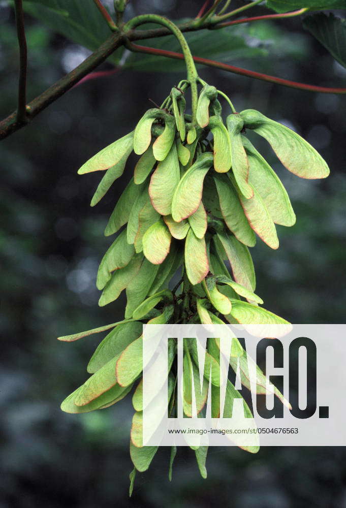 Sycomore Keys Sycamore keys seeds hanging from tree, Berwickshire, Sco Sycamore keys ...