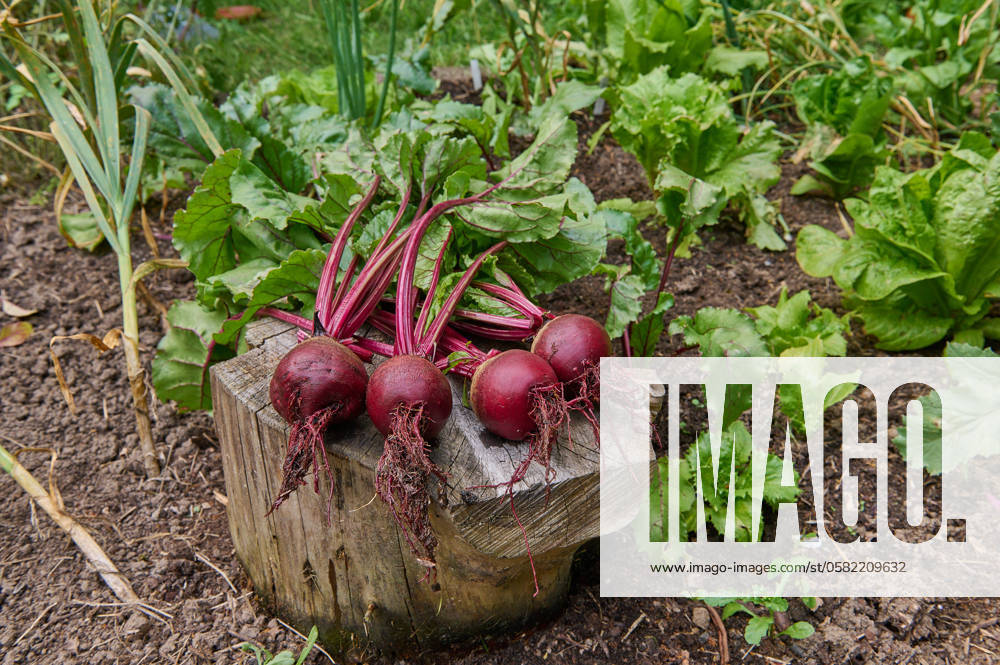 Natural beet Freshly harvested beet with leaves and roots grown in your ...