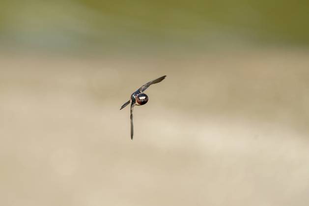 Barn Swallows In Flight A barn swallow is flying just after sunrise ...