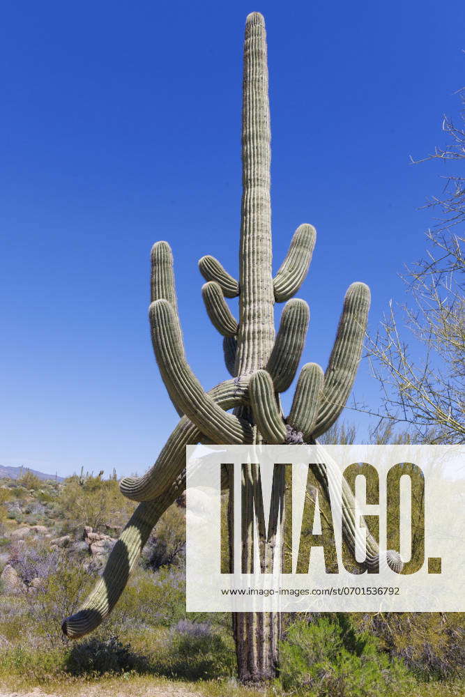 Saguaro Cactus, Saguaro cactus, Giant cactus, Candelabra Cactus ...