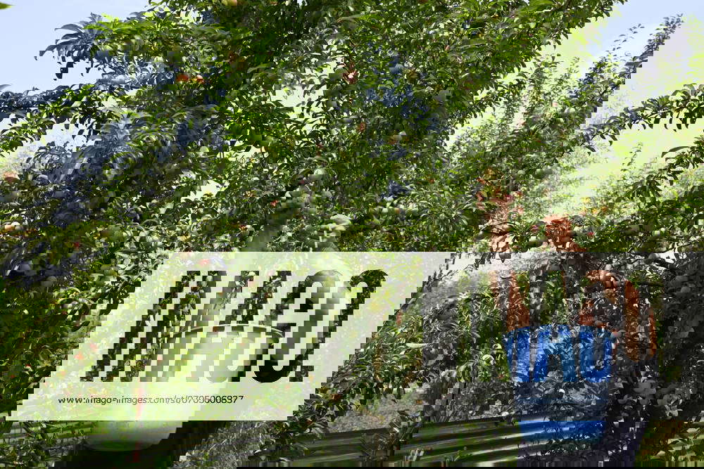 Plum Harvest In Kashmir A labourer is harvesting plums from a tree in