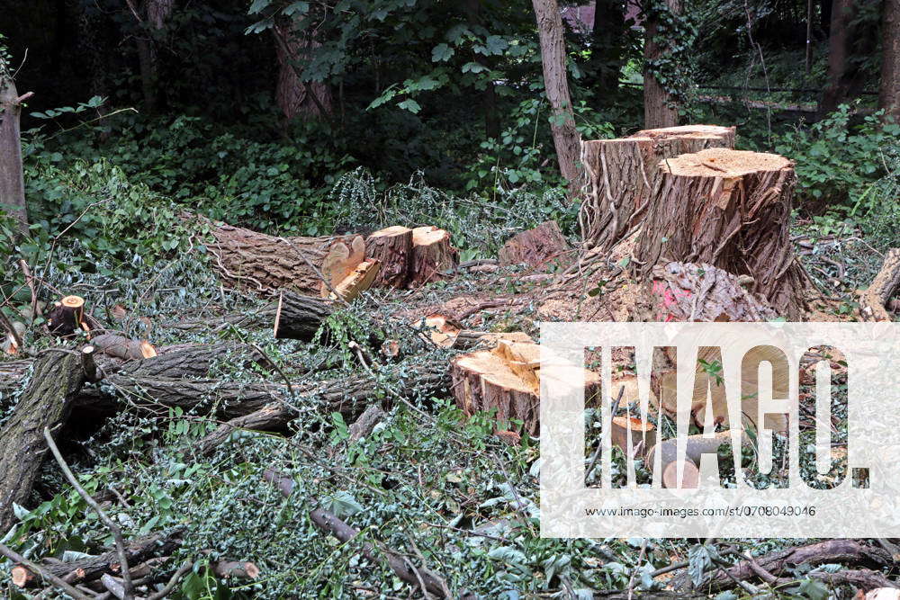 Dangerous trees in the landscape An area of robinia and birch trees ...