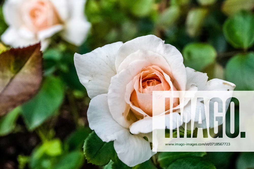 RUSSIA, MOSCOW - : A rose is in bloom at Tsitsin Main Botanical Garden ...
