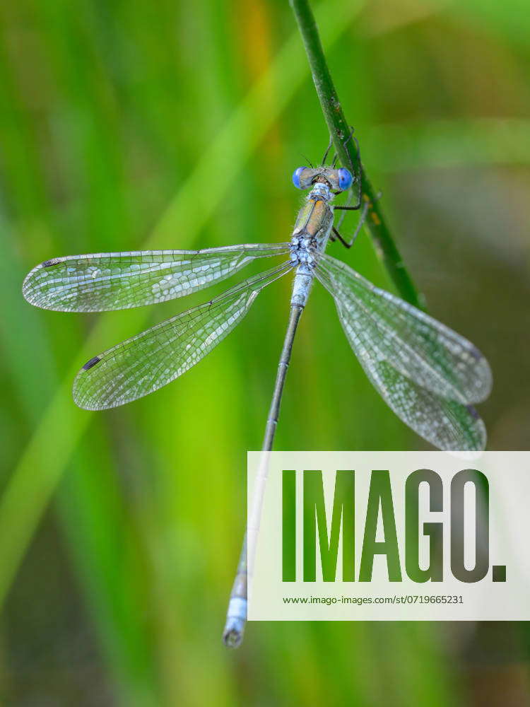 An Emerald damselfly (Lestes sponsa) resting on a grass, sunny day in ...