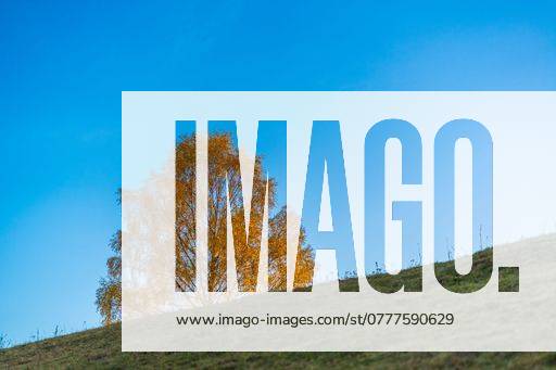 A lone autumn tree with golden leaves on a grassy hill under a clear ...