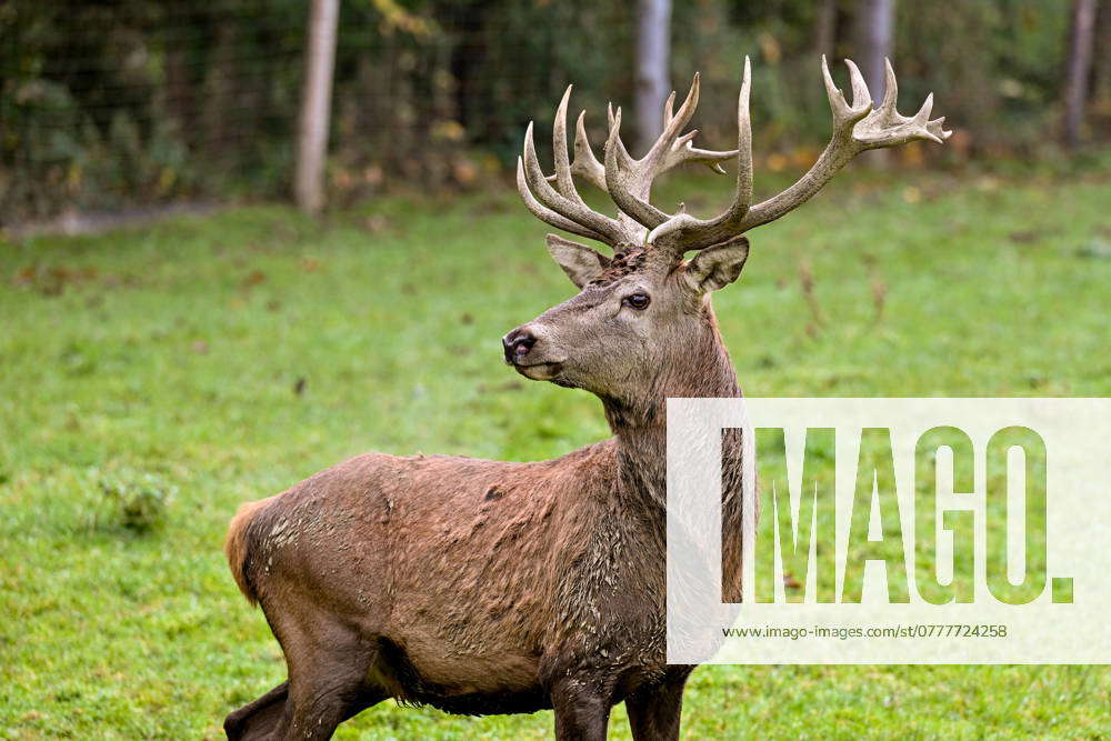 Stag, red deer, wild animal, forest dweller 03 11 2024, Windischgarsten ...
