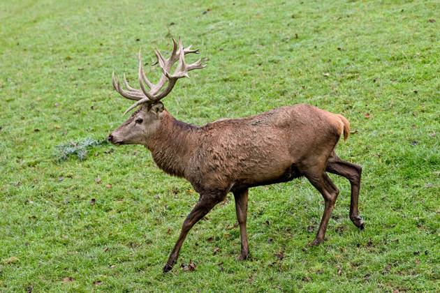 Stag, red deer, wild animal, forest dweller 03 11 2024, Windischgarsten ...