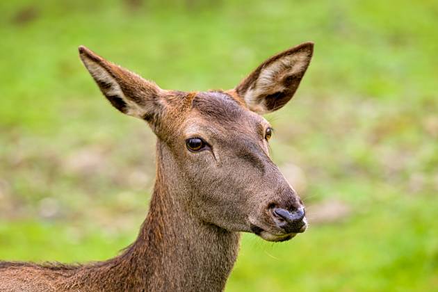 Stag, red deer, wild animal, forest dweller 03 11 2024, Windischgarsten ...