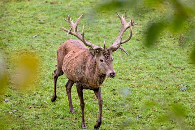 Stag, red deer, wild animal, forest dweller 03 11 2024, Windischgarsten ...