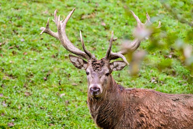 Stag, red deer, wild animal, forest dweller 03 11 2024, Windischgarsten ...