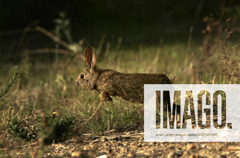 A rabbit runs away from a controlled burn along the northern edge of ...