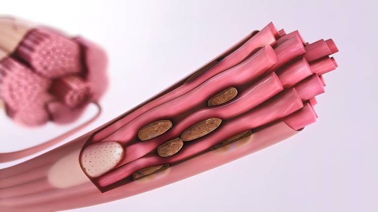Muscles in lysosome hd 3D illustration, 47010532, medical, abstract ...