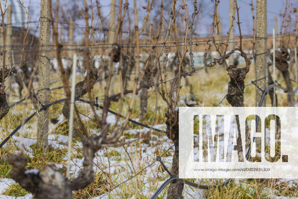 Radebeul in winter Snow-covered vines in the Radebeul vineyards, here ...