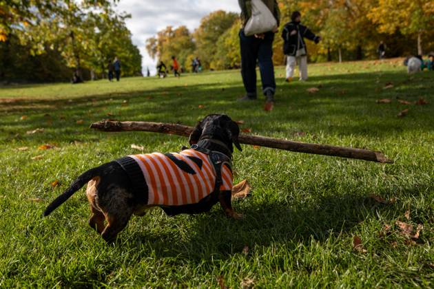 Hyde Park Sausage Dog Walk 2025