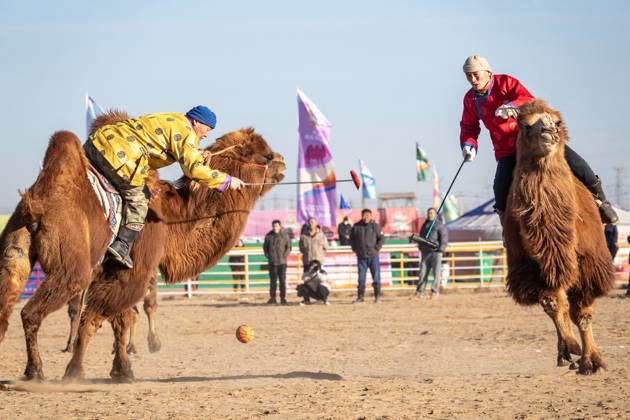 ALXA, CHINA - DECEMBER 28: Participants riding camels hit a ball in the ...