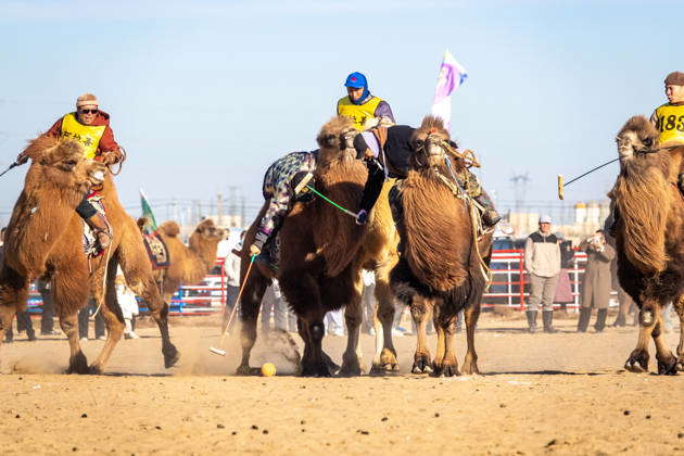 ALXA, CHINA - DECEMBER 28: Participants riding camels hit a ball in the ...