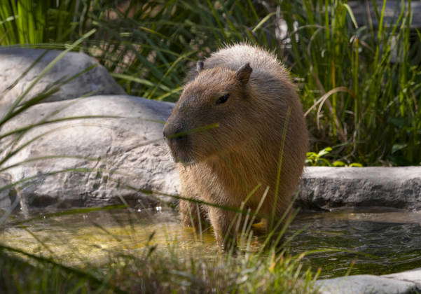 Naples Zoo Capybara on display at the Naples Zoo in Naples Florida ...