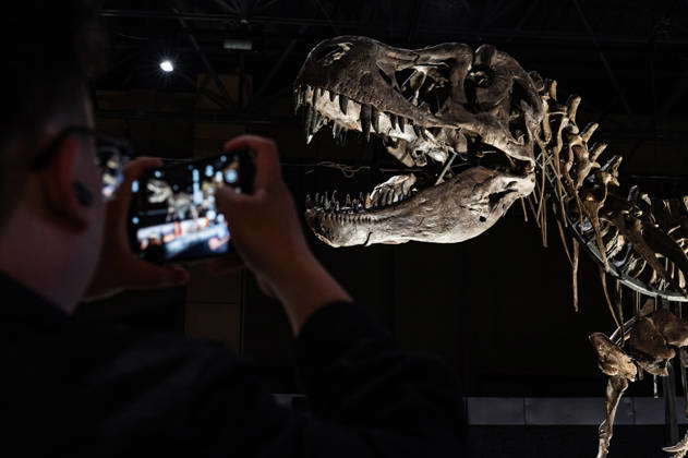 Rex China Tyrannosaurus Rex Stock Photos – License High‑Quality Images | IMAGO